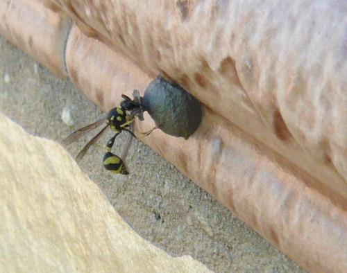 Eumenes sp.